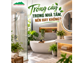 Trồng cây trong nhà tắm, nên hay không?